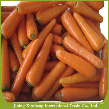 China cenouras frescas naturais para venda